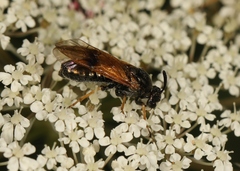 Arge ustulata