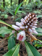 Alpinia shimadae
