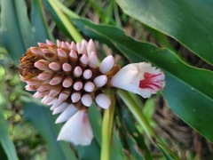 Alpinia shimadae