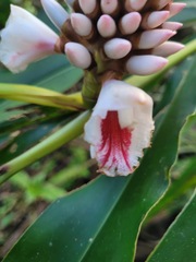 Alpinia shimadae