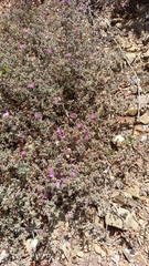 Drosanthemum ambiguum