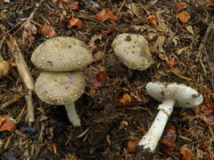 Amanita franchetii