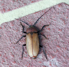 Agrianome spinicollis