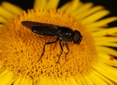 Cheilosia carbonaria