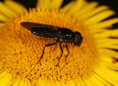 Cheilosia carbonaria