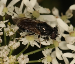 Cheilosia vulpina
