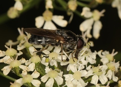 Cheilosia vulpina