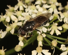 Cheilosia vulpina