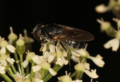 Cheilosia vulpina
