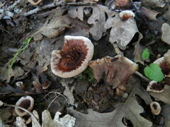 Hydnellum scrobiculatum