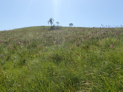 Watsonia densiflora