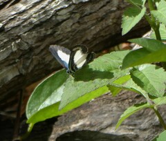 Psychonotis caelius
