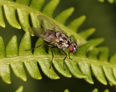 Limnophora tigrina