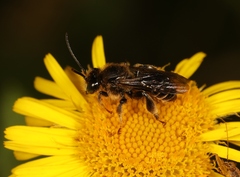 Macropis europaea