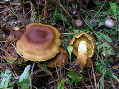 Leprocybe