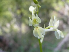 Orchis provincialis