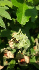 Eumenes mediterraneus