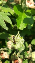 Eumenes mediterraneus