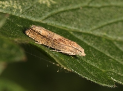 Eucosma