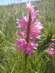 Watsonia densiflora