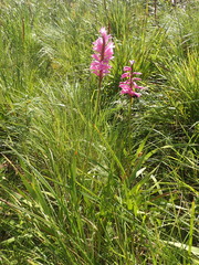 Watsonia densiflora