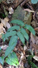 Coniogramme intermedia