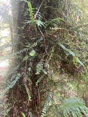 Metrosideros diffusa