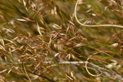 Rytidosperma setifolium