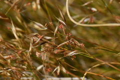 Rytidosperma setifolium