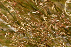 Rytidosperma setifolium