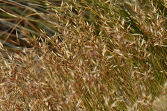 Rytidosperma setifolium