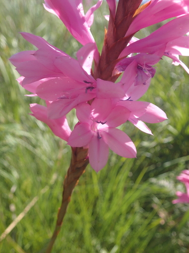 Image of Watsonia densiflora by no rights reserved