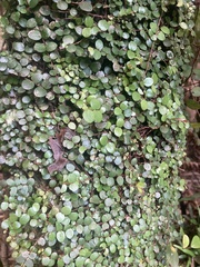 Metrosideros perforata