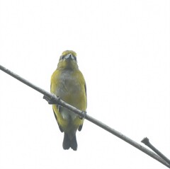 Euphonia chrysopasta