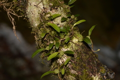Bulbophyllum exiguum