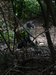 Cercopithecus mitis albogularis