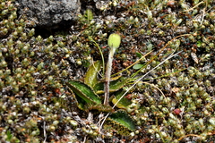 Brachyglottis bellidioides