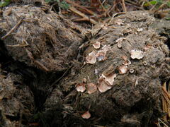 Poronia punctata