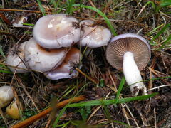 Cortinarius salor