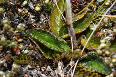 Brachyglottis bellidioides