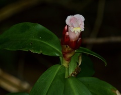 Costus atlanticus