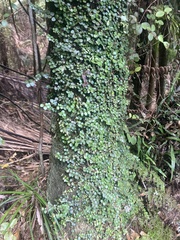 Metrosideros perforata