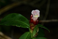 Costus atlanticus