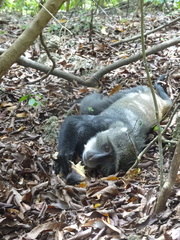 Cercopithecus mitis albogularis