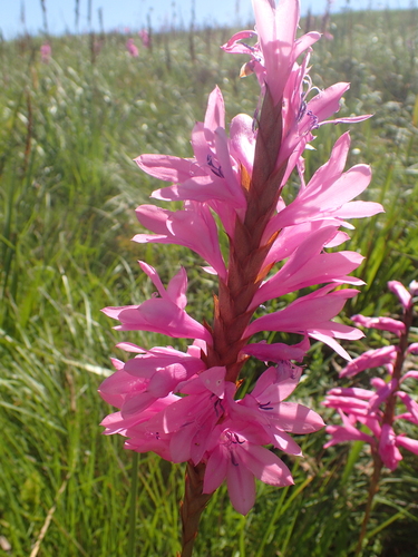 Image of Watsonia densiflora by no rights reserved