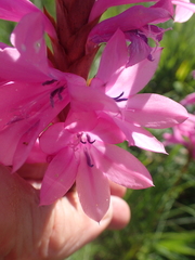 Watsonia densiflora