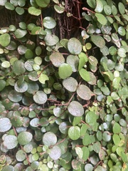 Metrosideros perforata