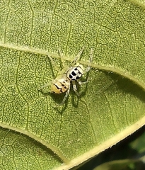 Phintella piatensis