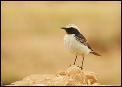 Oenanthe moesta