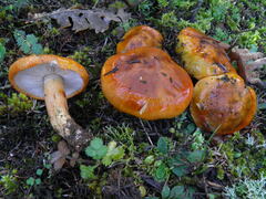 Tricholoma aurantium